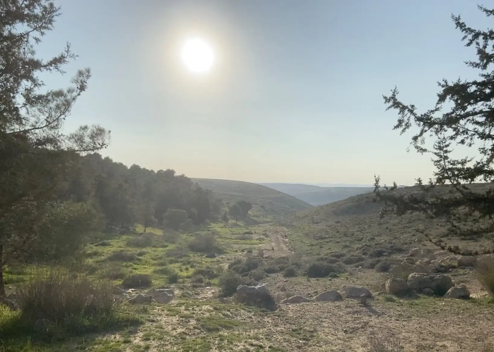 Sunlight streaming through pine trees in the Yatir Forest valley where the resort will be built