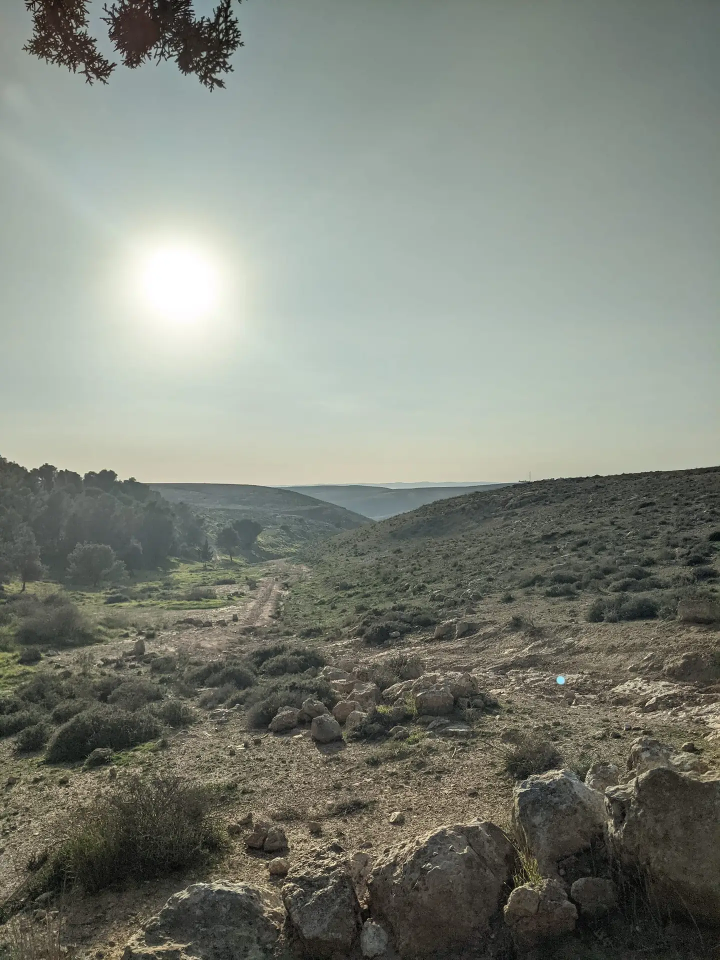 Breathtaking panoramic view of the Yatir Forest and Negev landscape