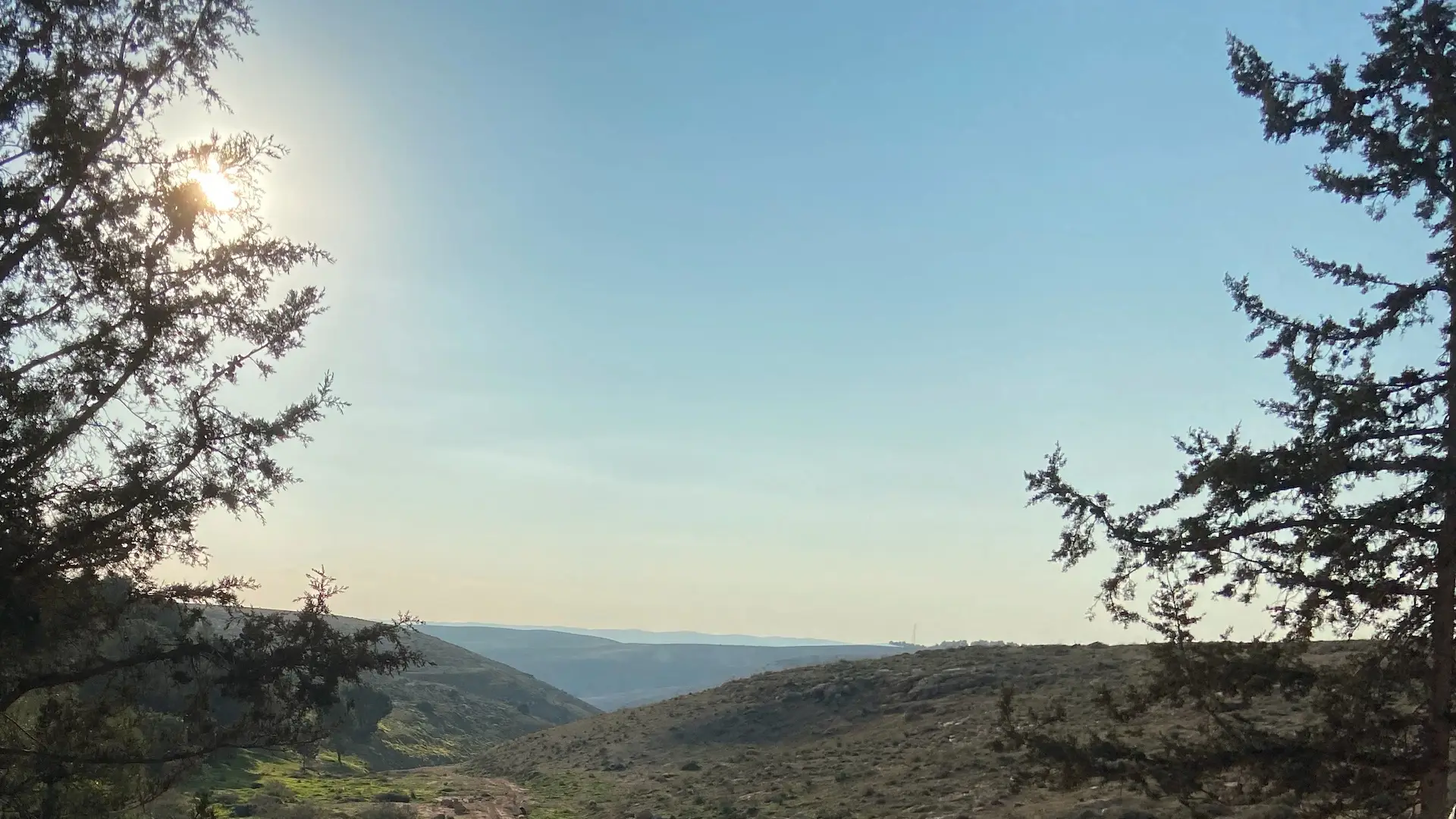 Sunlight filtering through the ancient trees of the Yatir Forest where Ohr Chabad will be built