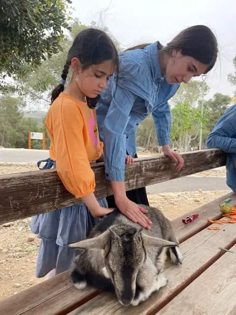 Petting zoo goat at the Yatir Forest event