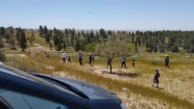 Hiking through Yatir Forest trails