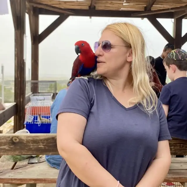 Colorful parrot at the Yatir Forest petting zoo